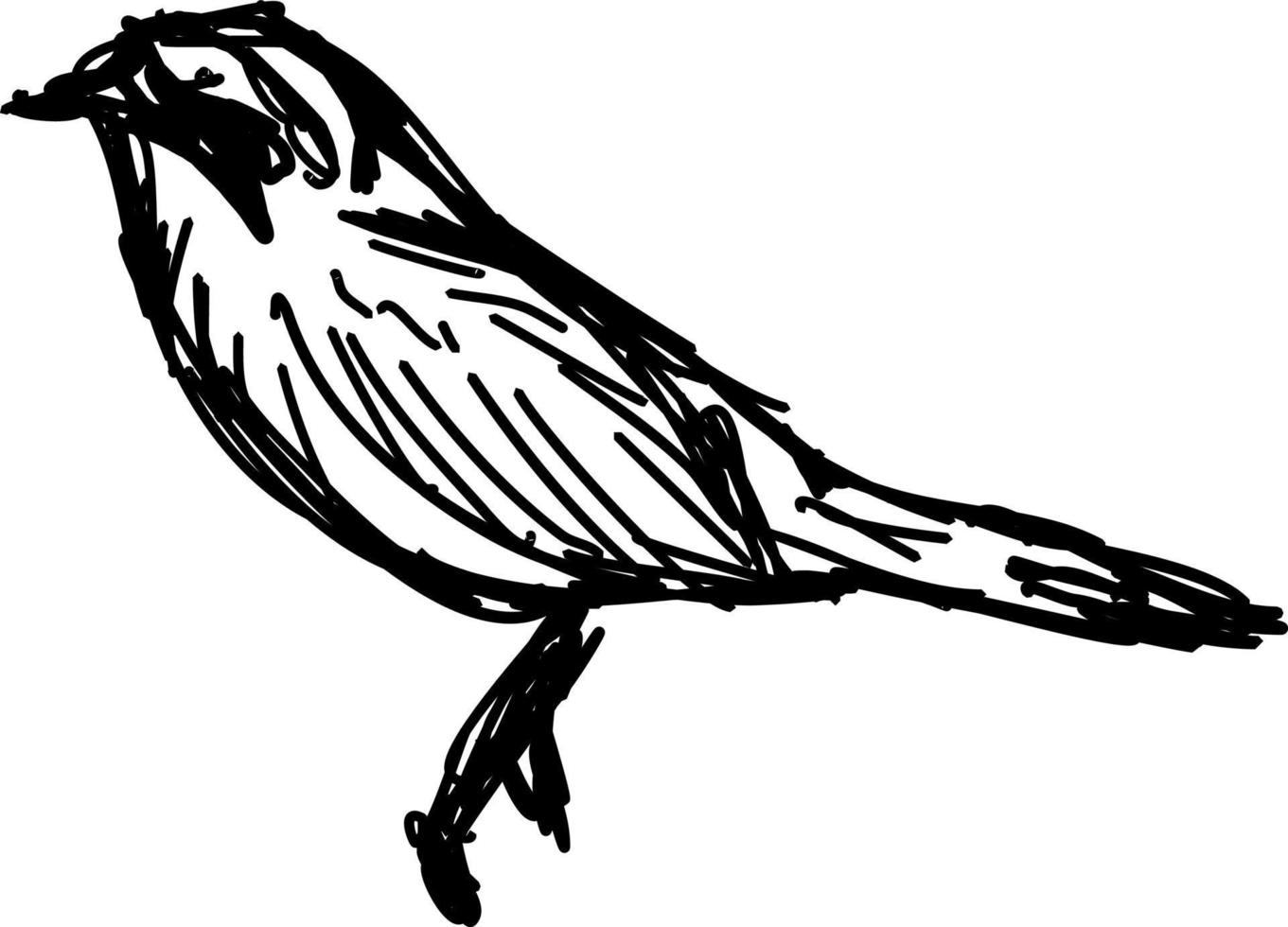 Bird sketch, illustration, vector on white background.