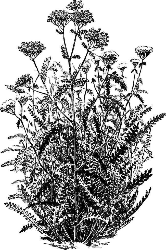 achillea millefolium variación rubrum ilustración vintage. vector