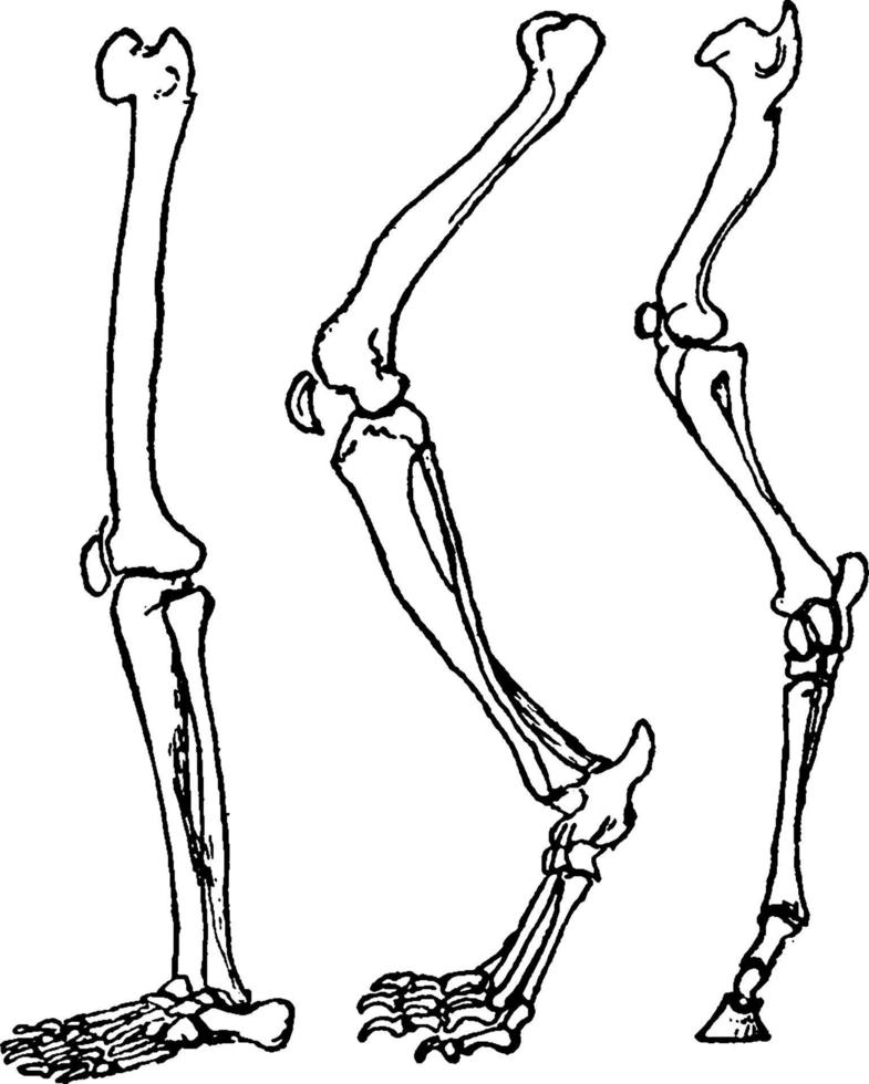 Skeletal Feet, vintage illustration. vector