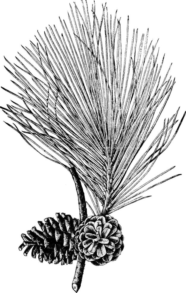 Shortleaf pine pinus echinata Mill. Natural size branch with open cones vintage illustration vector