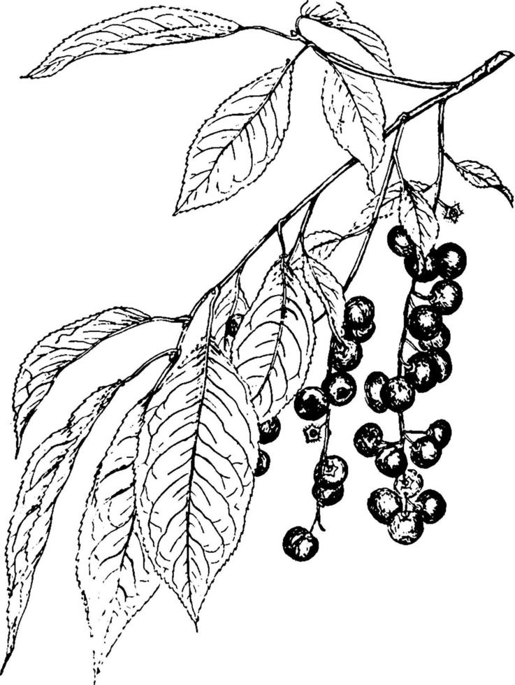 ilustración vintage de cereza negra salvaje. vector