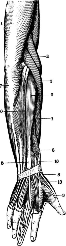 Arm Muscles, vintage illustration. vector