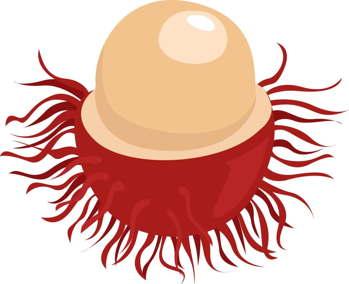 Open rambutan, illustration, vector on white background.