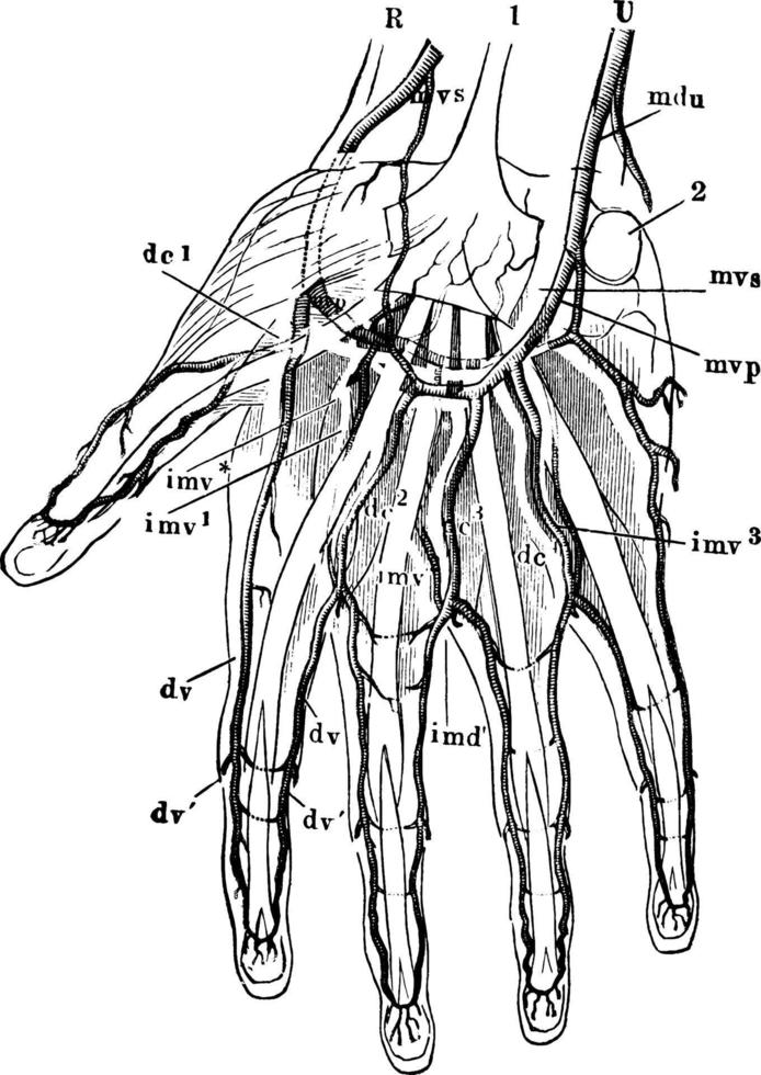 arterias de la mano, ilustración vintage. vector