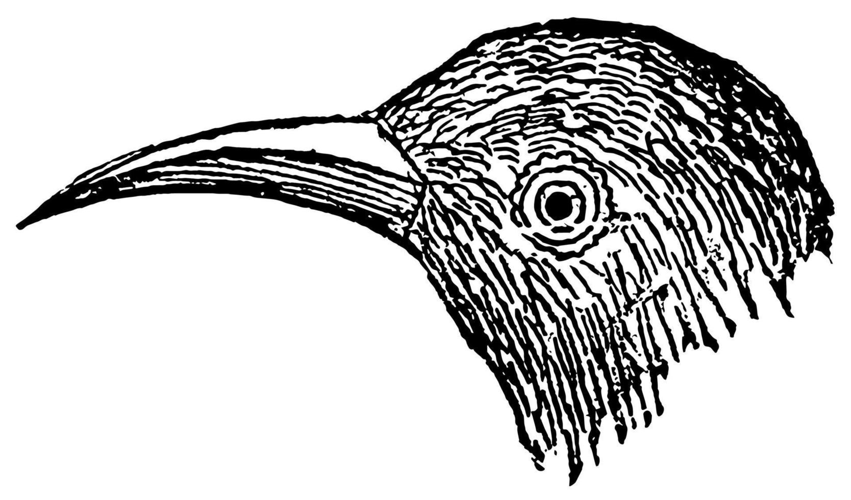 Beak, vintage illustration. vector