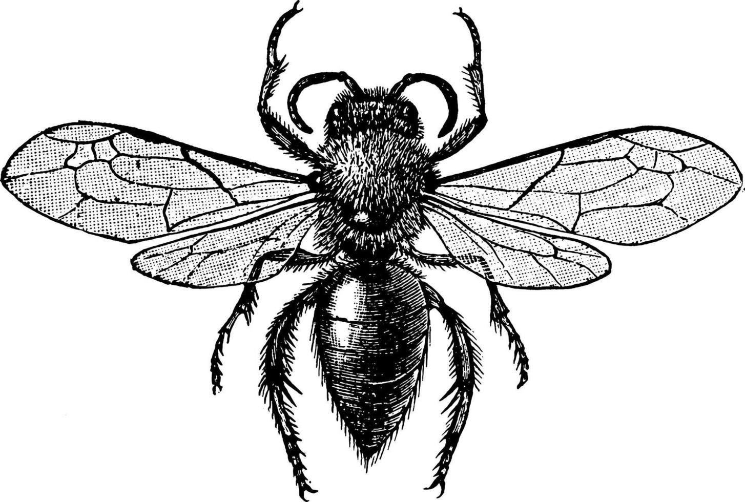Bee, vintage illustration. vector