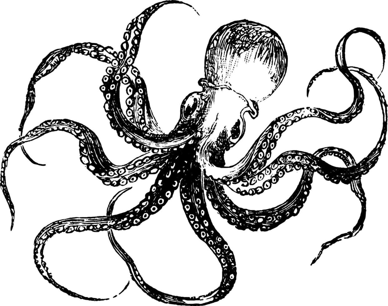 Octopus, vintage illustration. vector