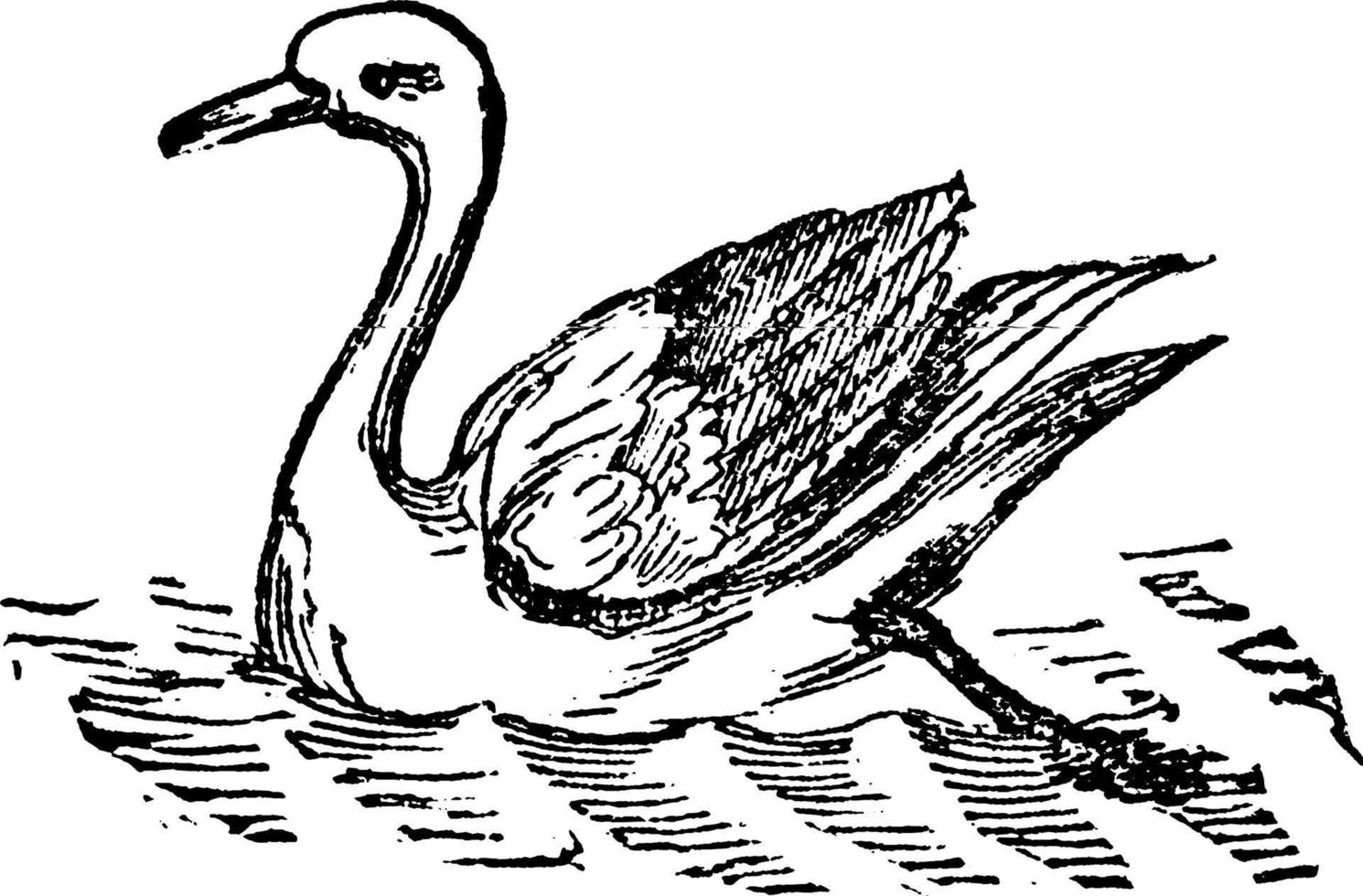 Swan Cygnus, vintage illustration vector