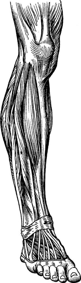 Muscles of the Leg, vintage illustration. vector