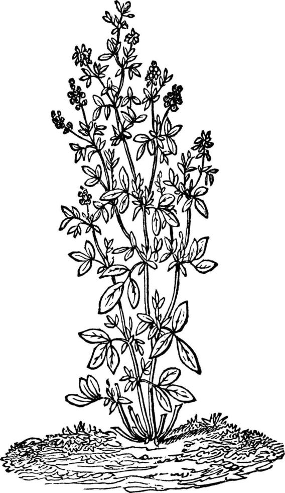 ilustración vintage de la planta de alfalfa o alfalfa. vector