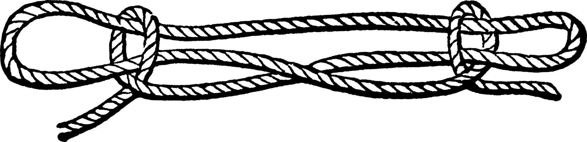 Sheepshank, vintage illustration. vector