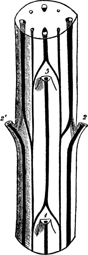 ilustración vintage de tallo de cerastium. vector