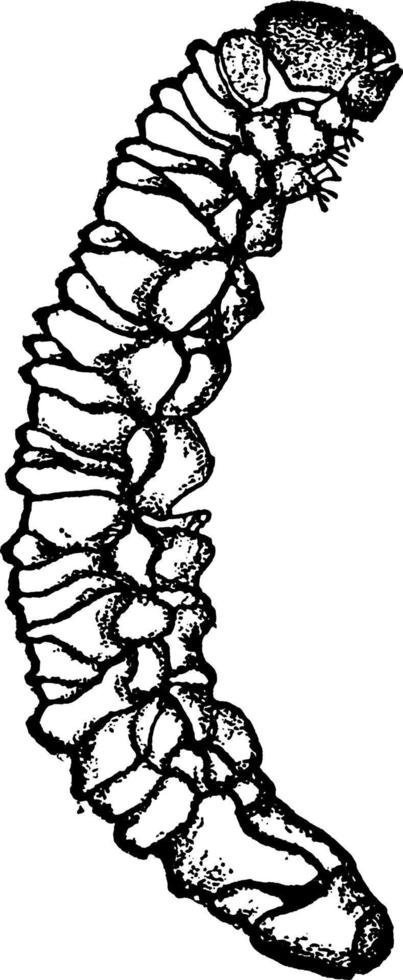 Potato Stalk Borer Larva, vintage illustration. vector