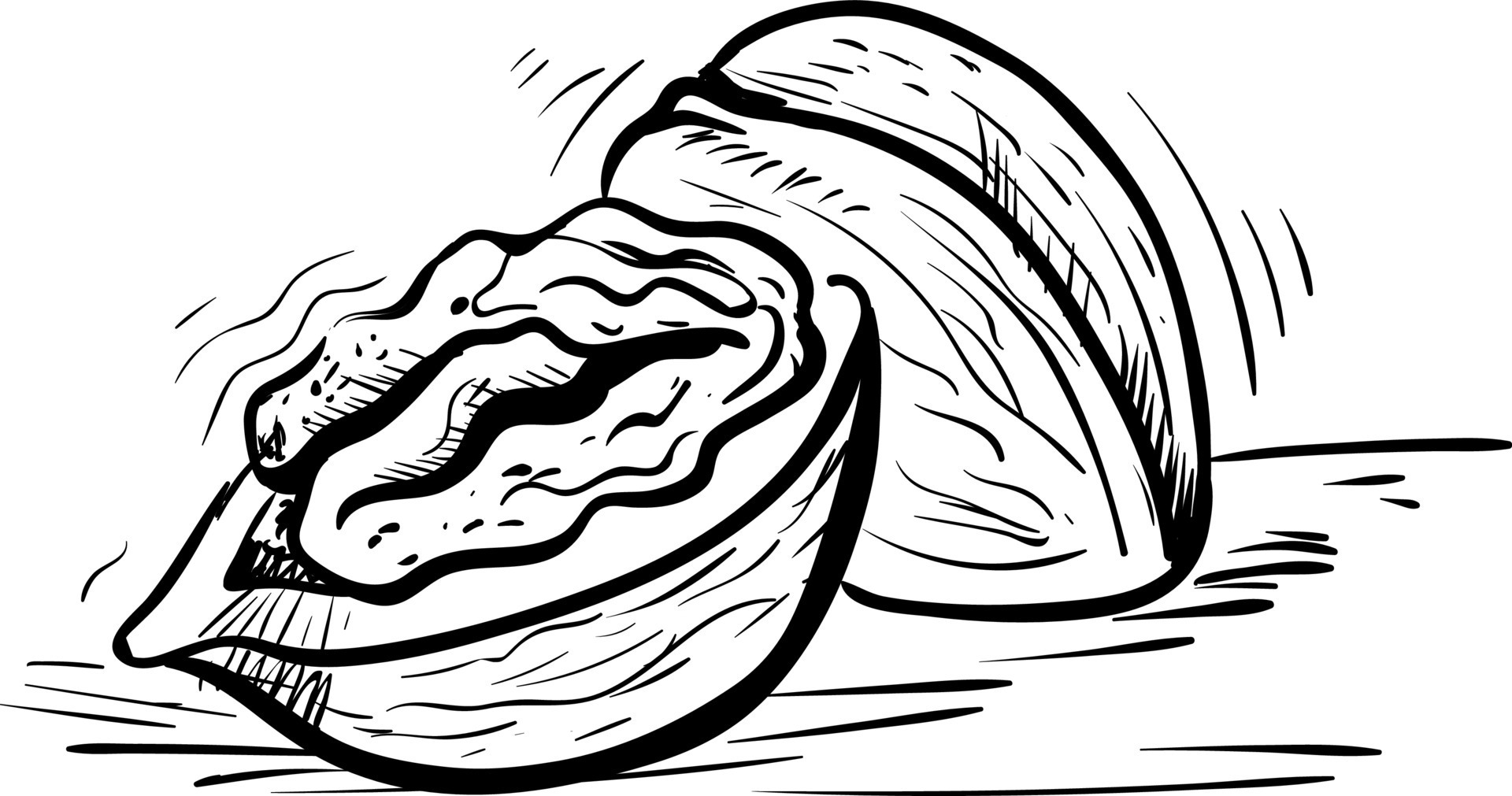Open walnut drawing, illustration, vector on white background 13596164  Vector Art at Vecteezy