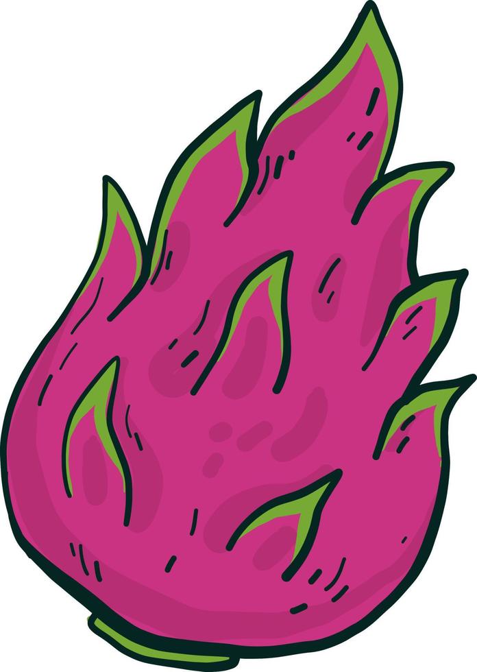 pitaya rosa, ilustración, vector sobre fondo blanco