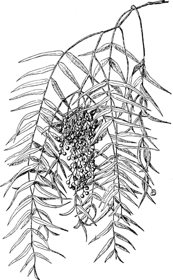 Ilustración vintage de follaje de schinus. vector