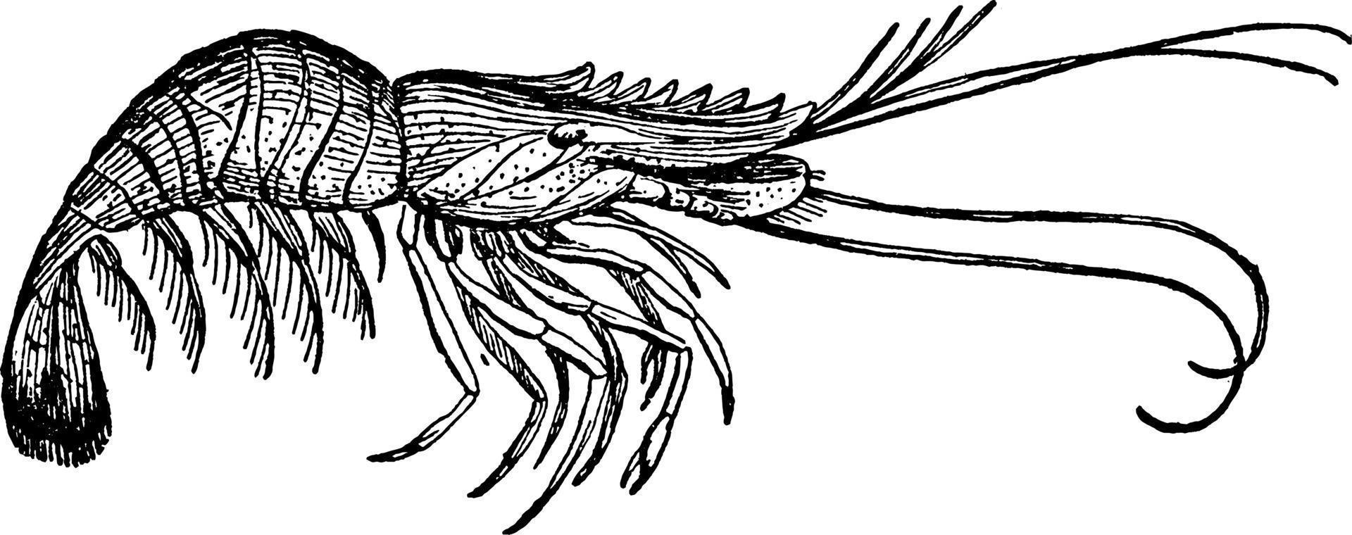 Shrimp, vintage illustration vector