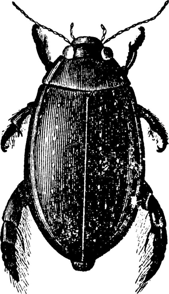 Great Diving Beetle, vintage illustration. vector
