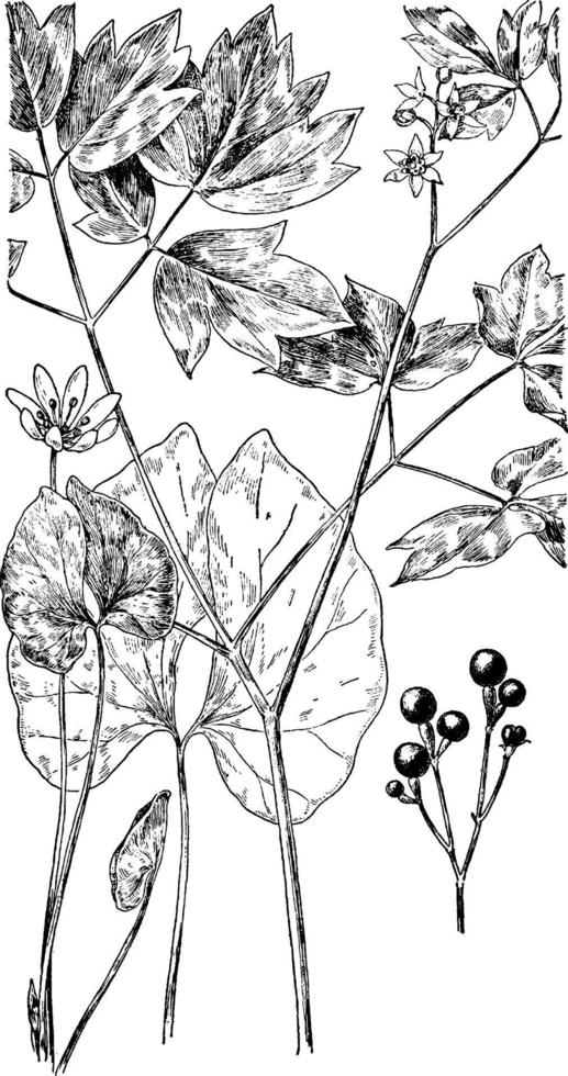 Twinleaf vintage illustration. vector