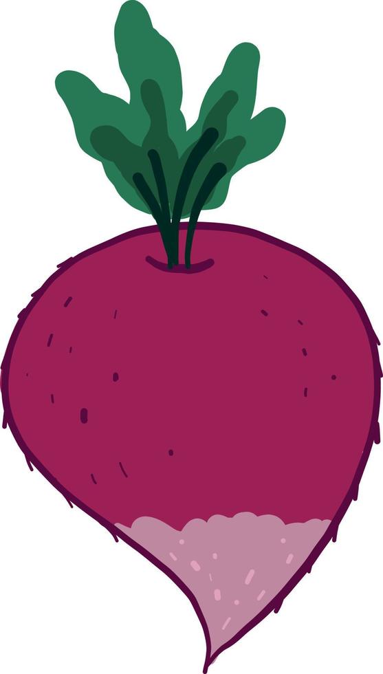 Pink radish, illustration, vector on white background