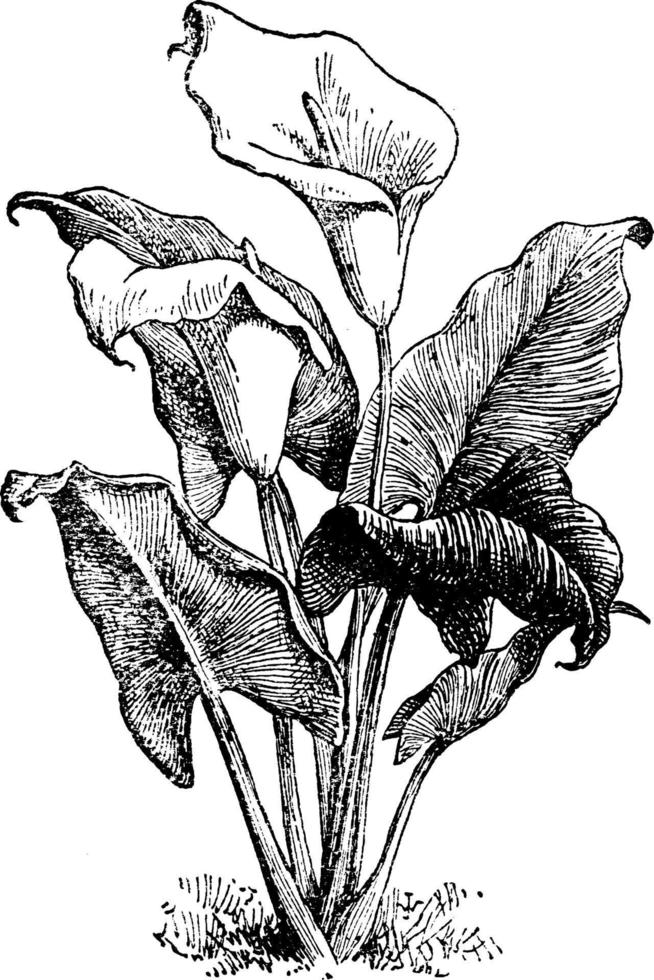 ilustración vintage de zantedeschia aethiopica. vector