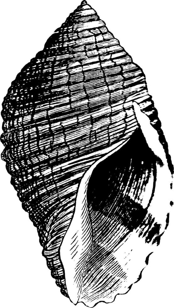 Shell, vintage illustration. vector