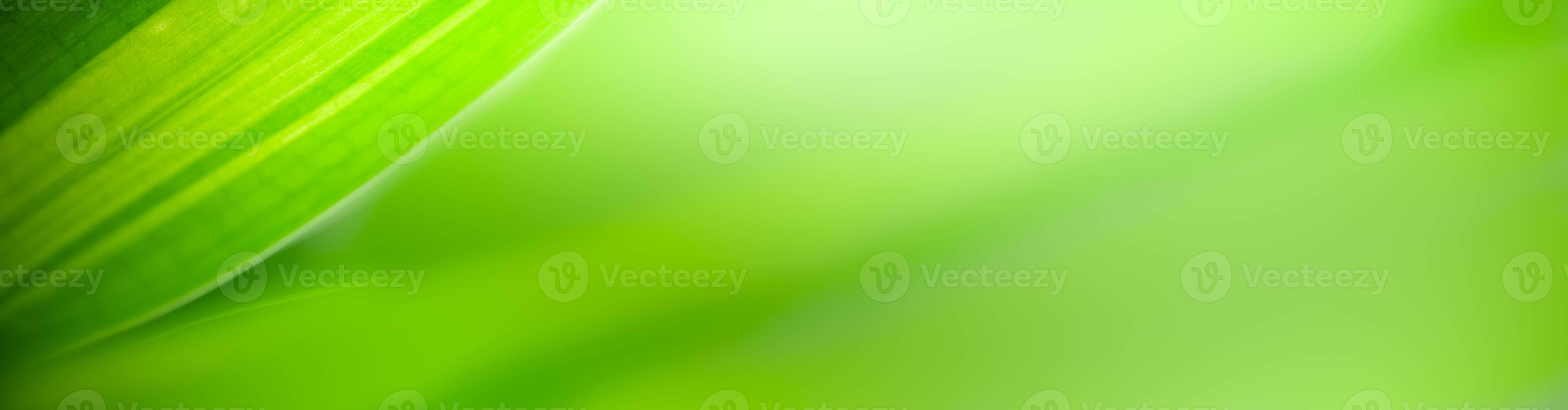 Natural green leaves plants used as spring background cover page greenery environment ecology lime green wallpaper photo