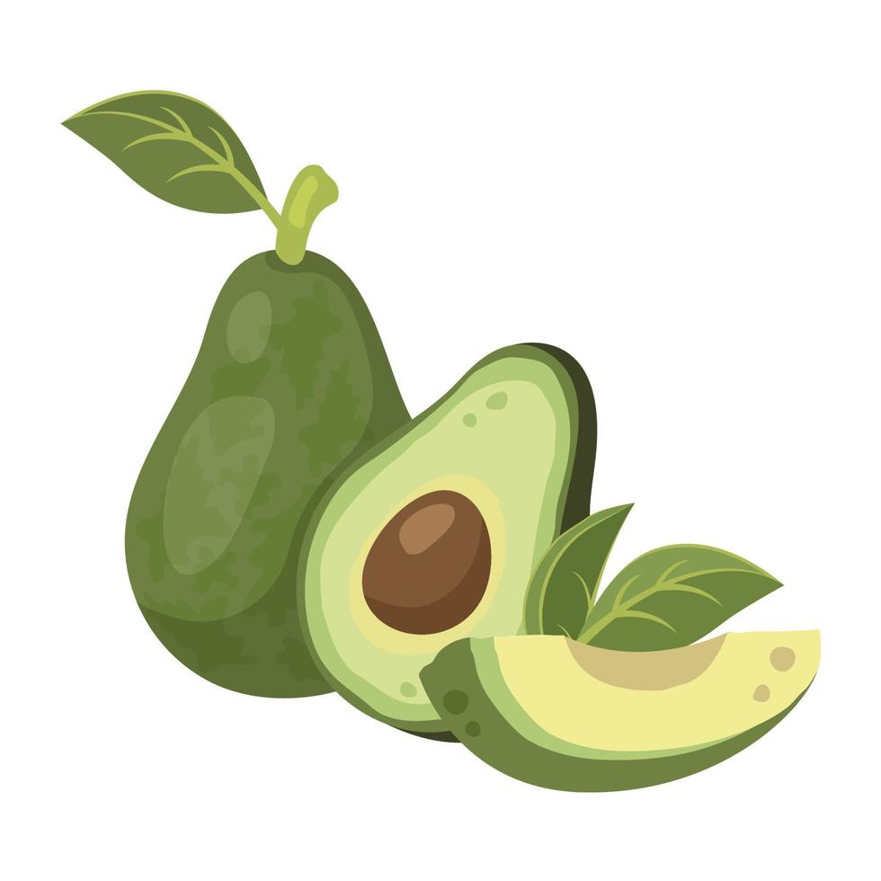 Set of whole avocado in peel with leaves and sliced avocado with pit, flesh. Ripe avocado fruit. Healthy vegetarian organic food. Vector illustration for healthy lifestyle and good nutrition