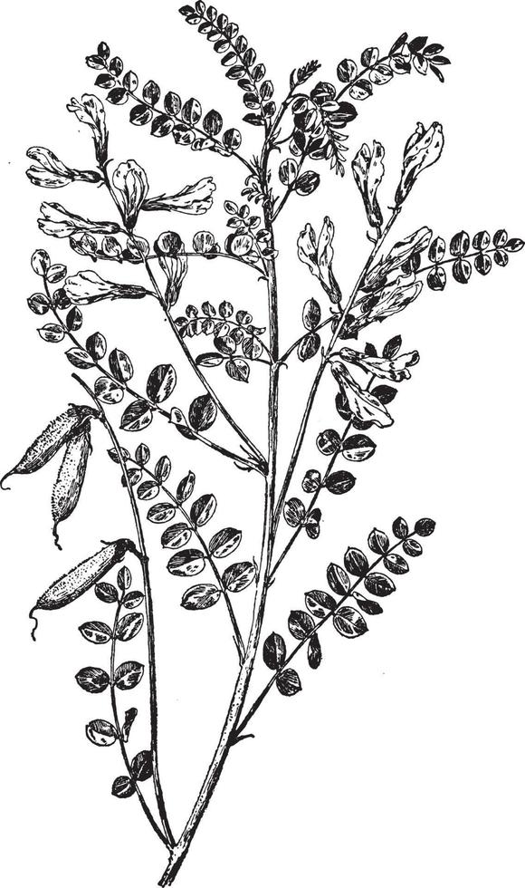 calophaca wolgarica ilustración vintage. vector