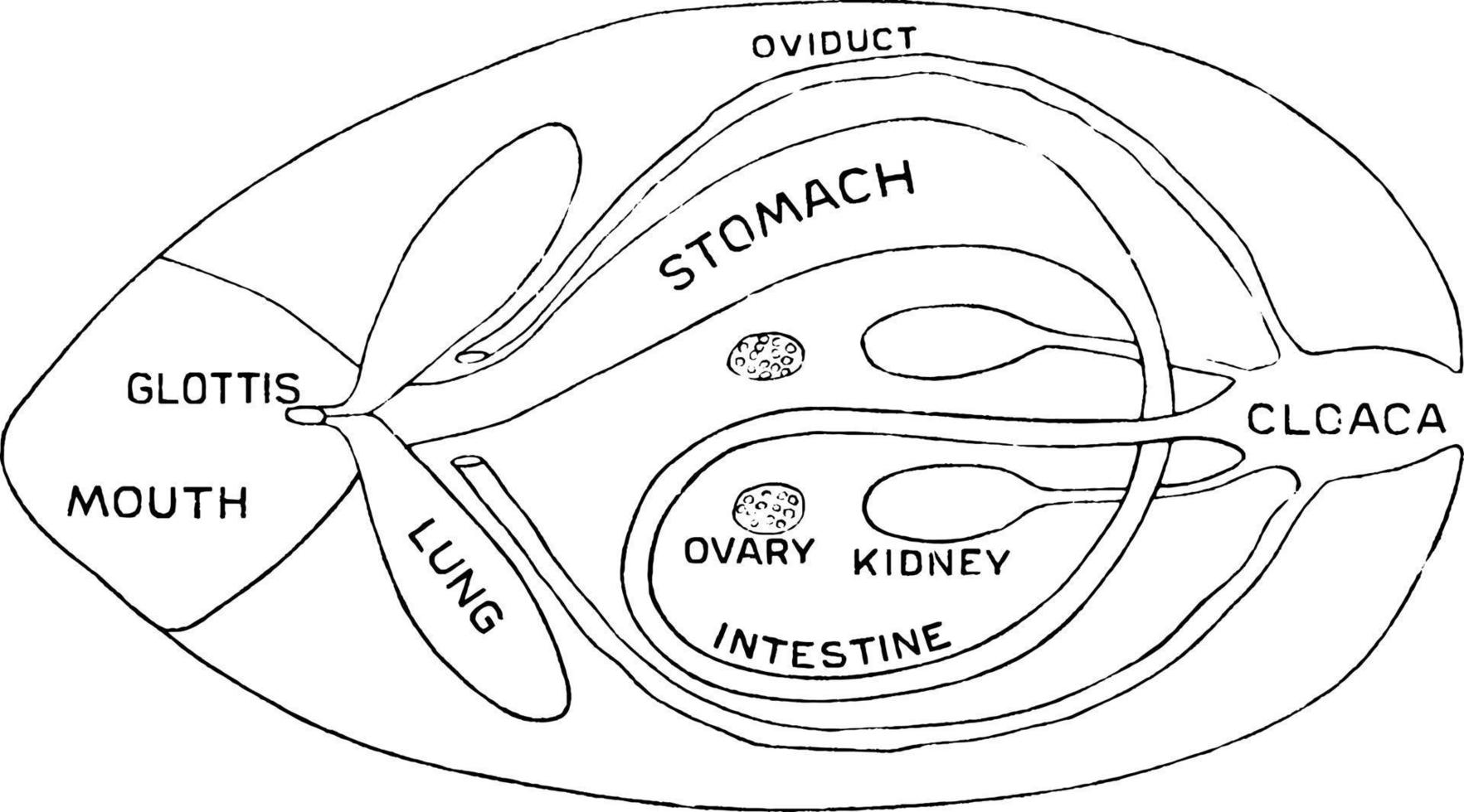 Internal Structure of Frog, vintage illustration. vector