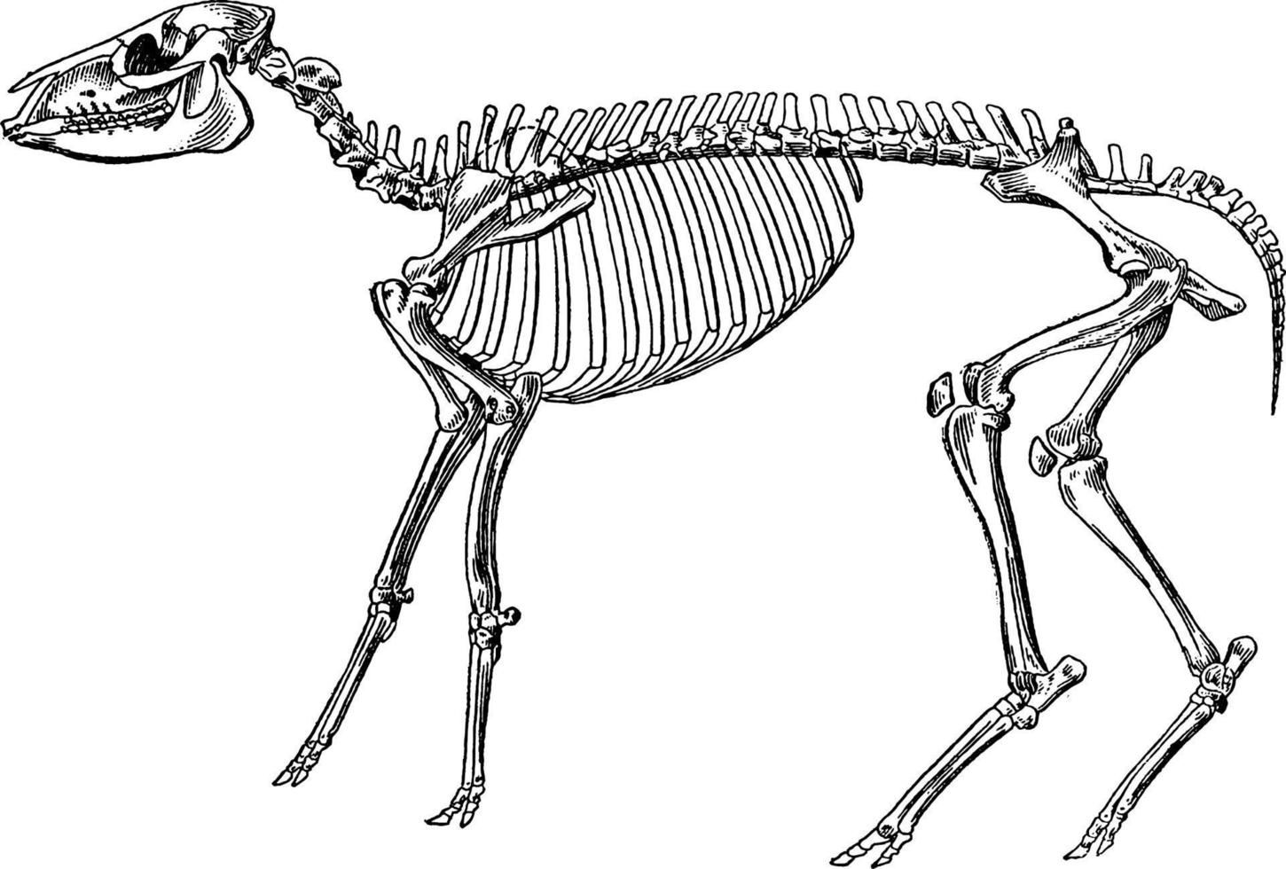 Skeleton of a mesohippus bairdi, vintage illustration. vector