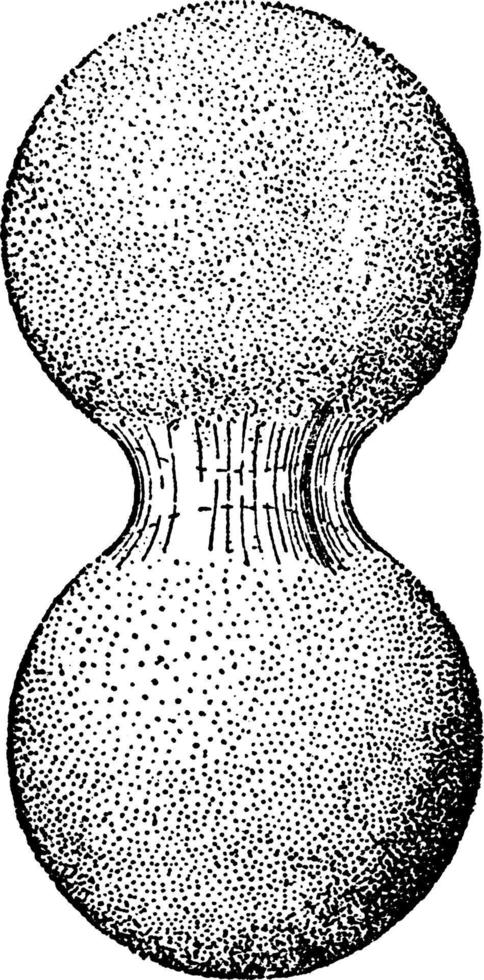 Capillary Water, vintage illustration vector