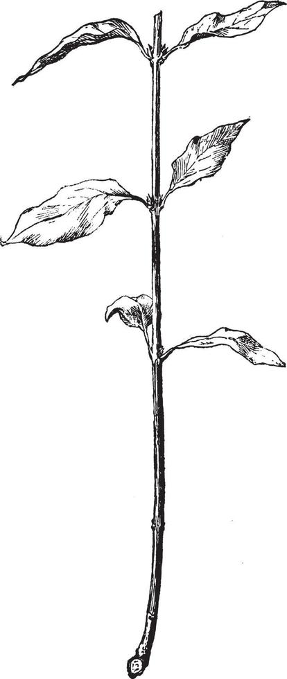 Dogwood vintage illustration. vector