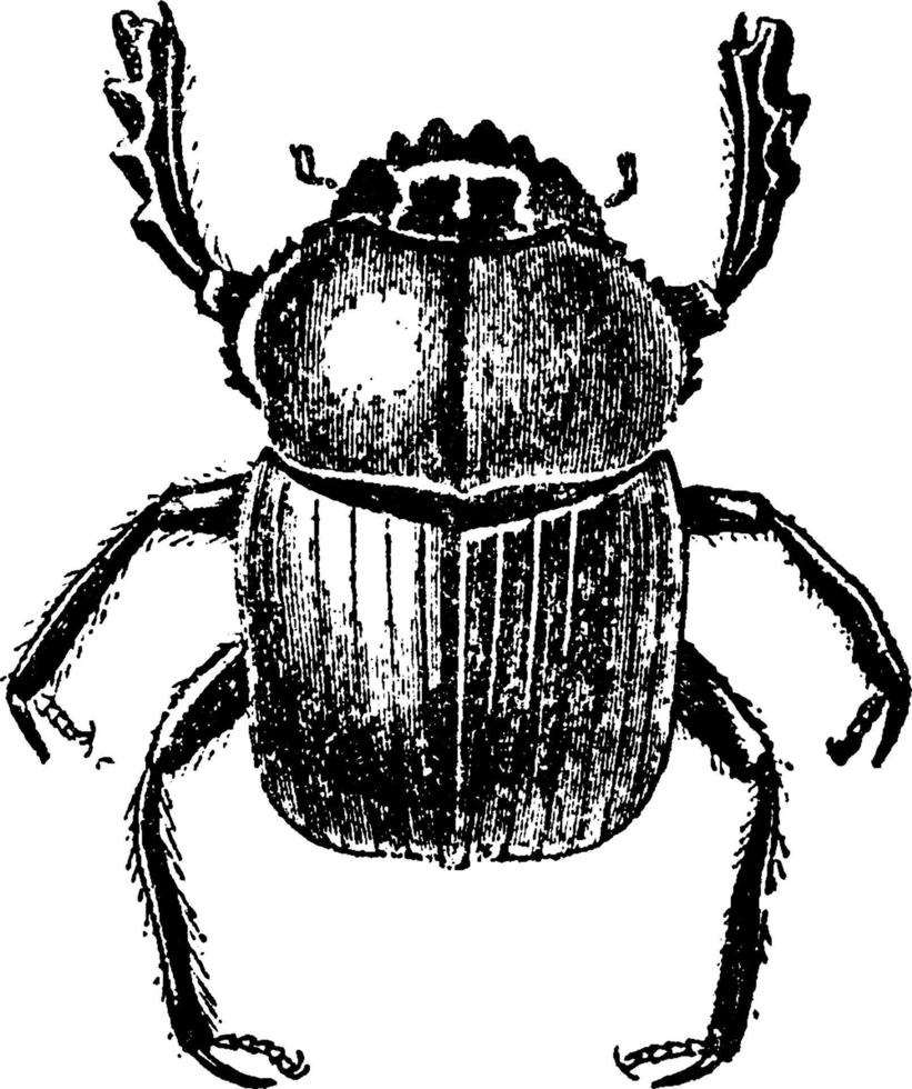 Scarab Beetle, vintage illustration. vector