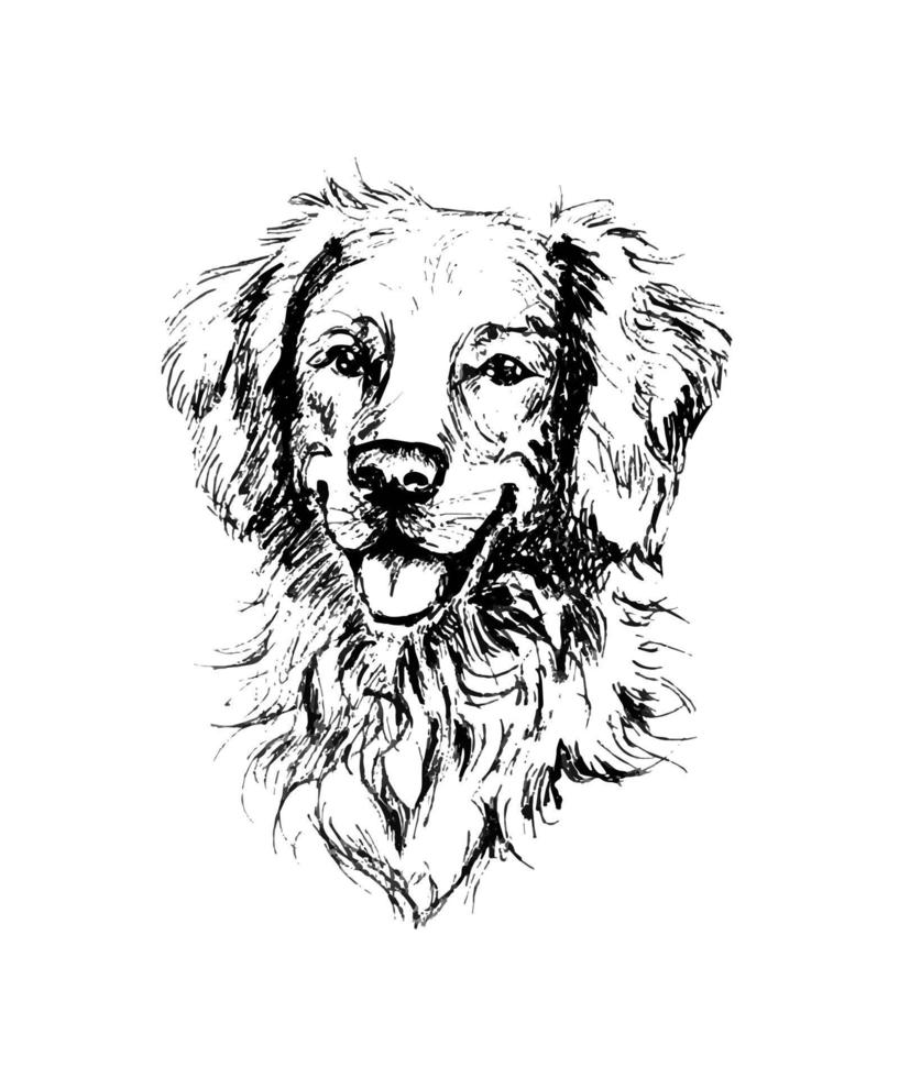 Realistic portrait of a fluffy merry golden retriever dog, looking full face, its tongue stuck out, breathing, smiling. Doodle line art for breeder business, for prints on paper, canvas, textile etc. vector