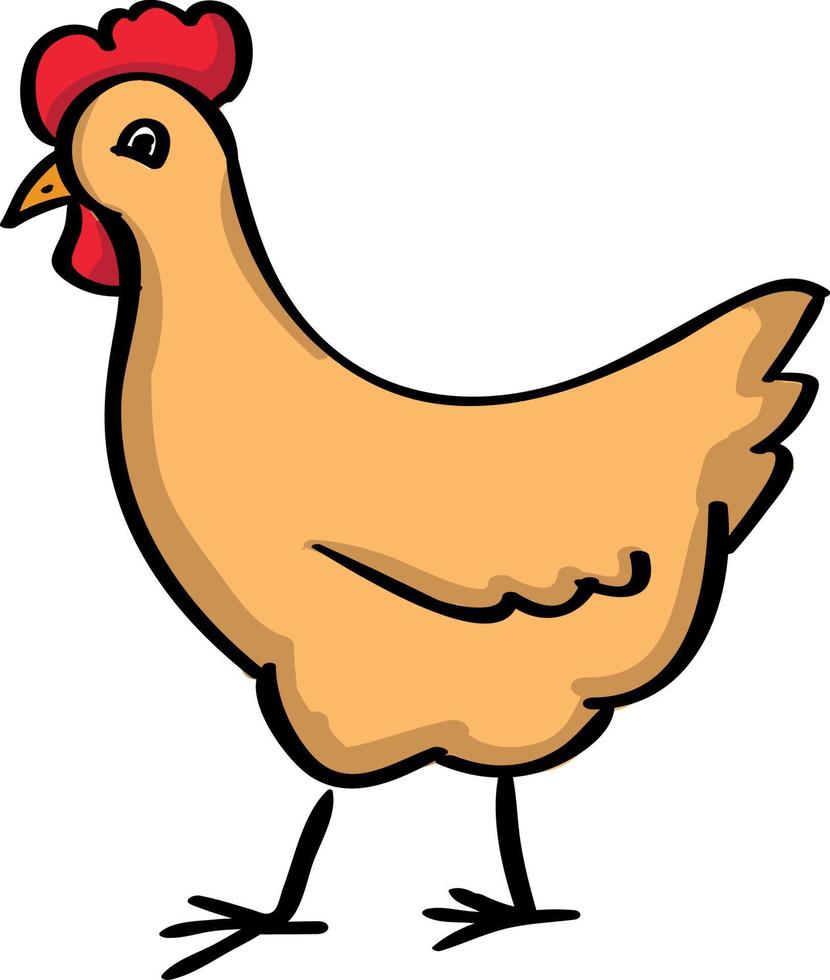 Chicken, illustration, vector on white background.