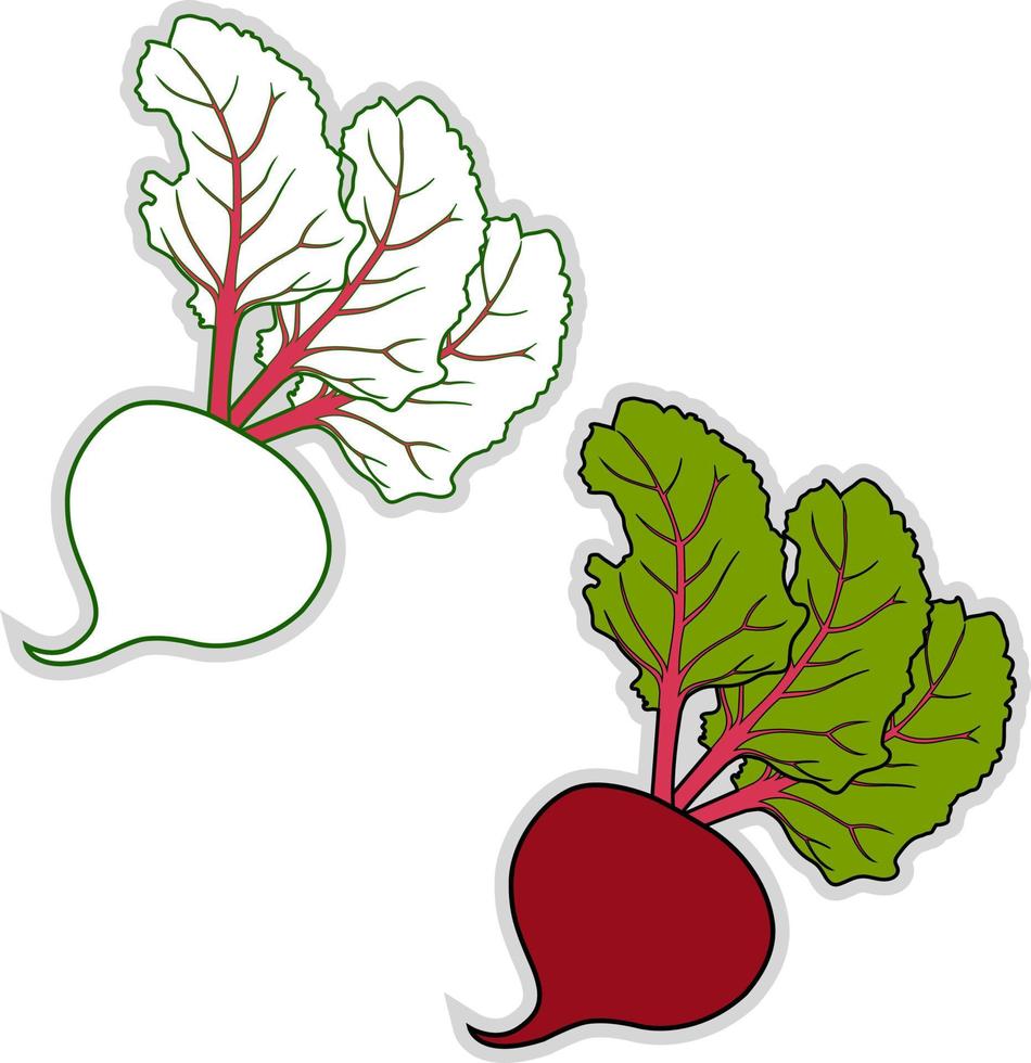 fresh beetroot, illustration, vector on white background.
