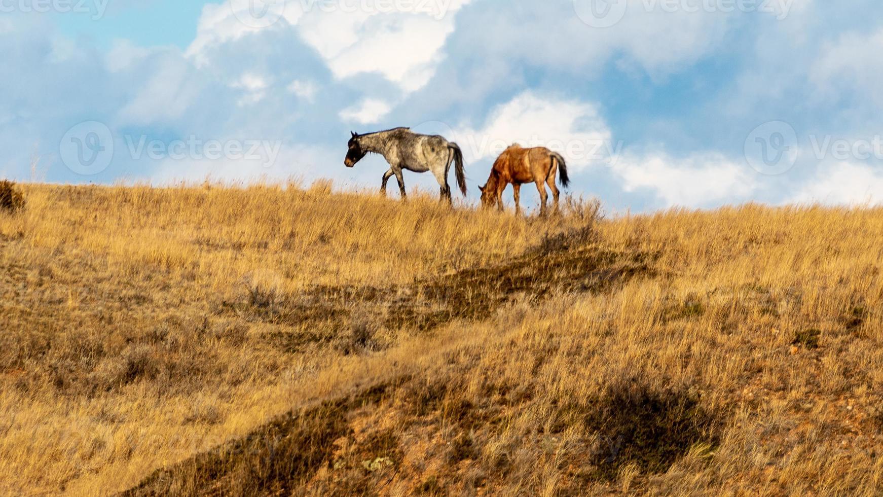 Wild Horses in Theodore Roosevelt National Park photo