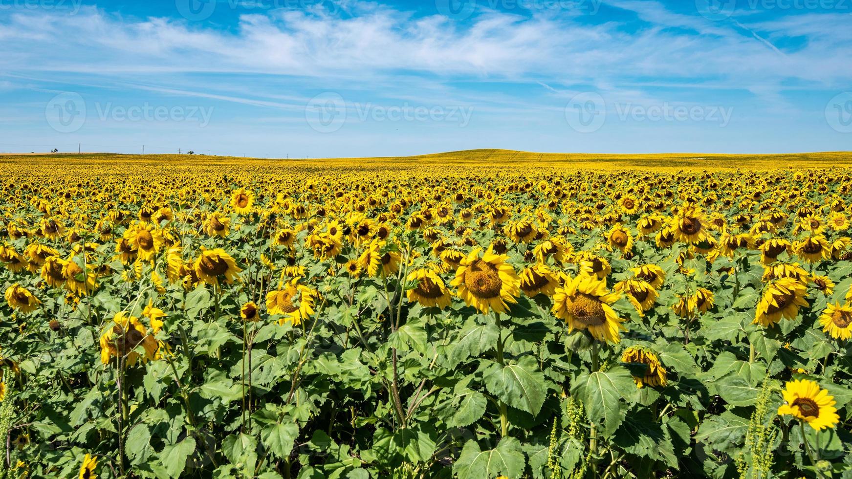Sunflower Field in North Dakota photo