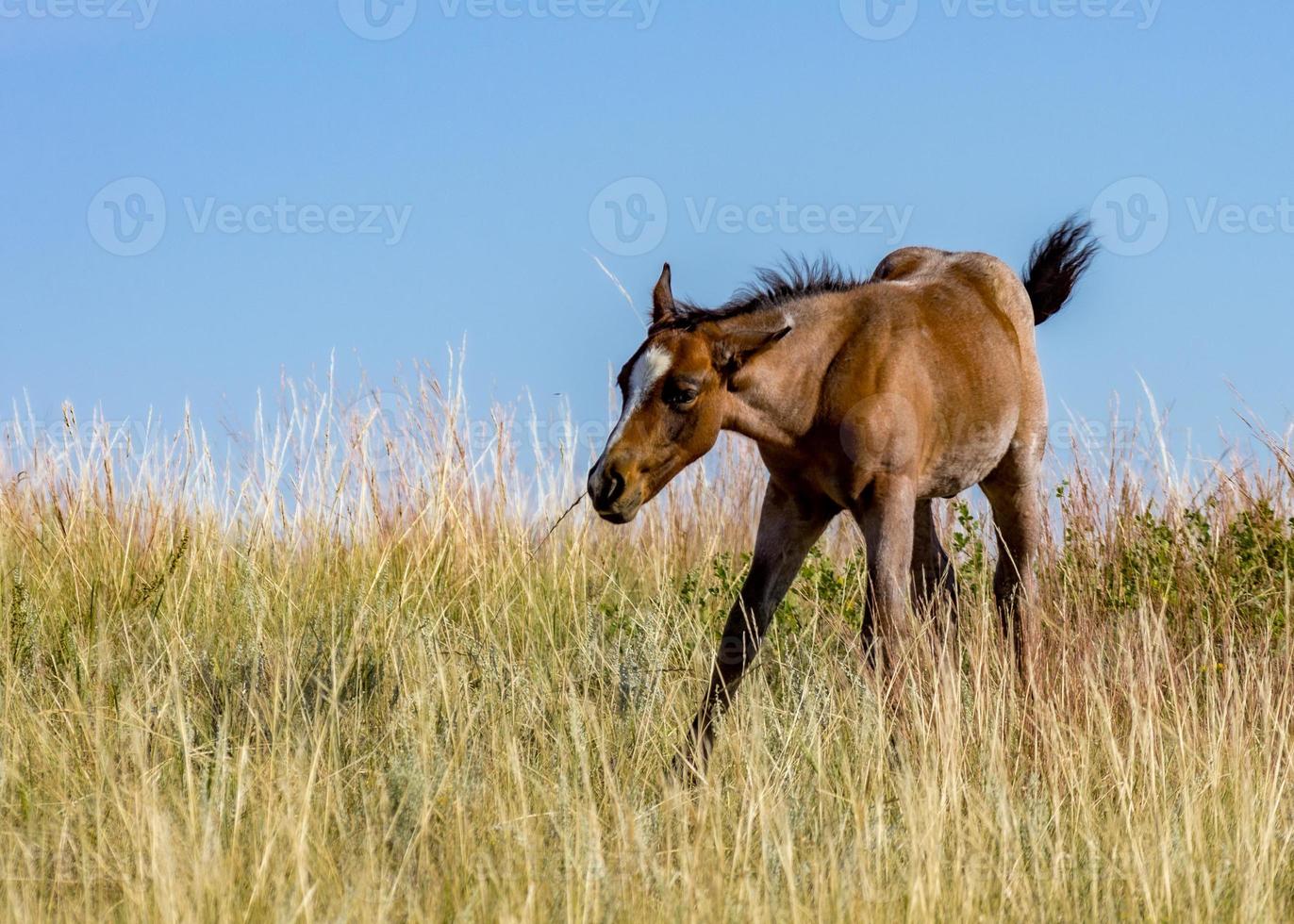 Foal on the Prairie in Theodore Roosevelt National Park photo