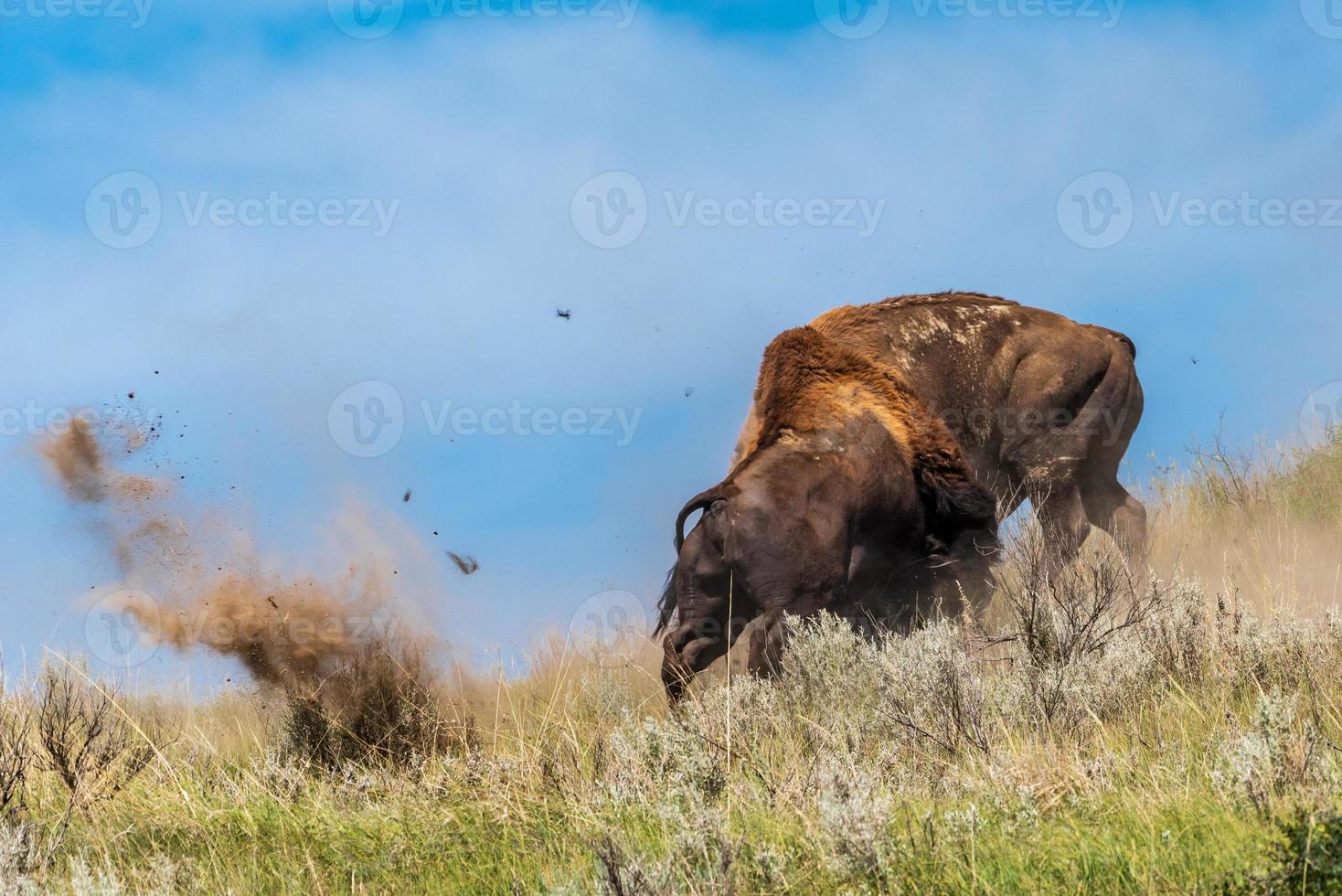 Bison Bulls Fight photo