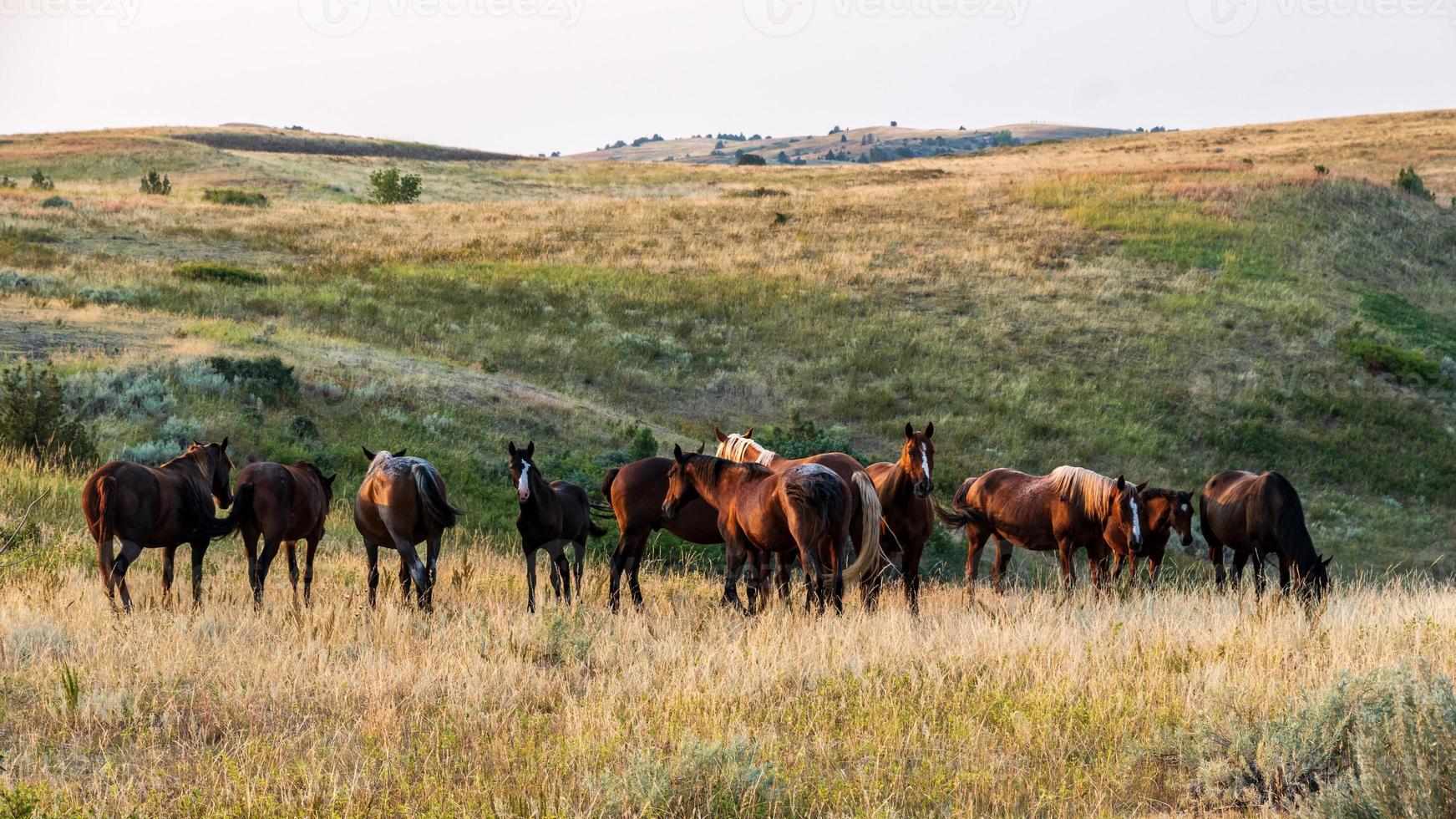 Herd of Wild Horses photo