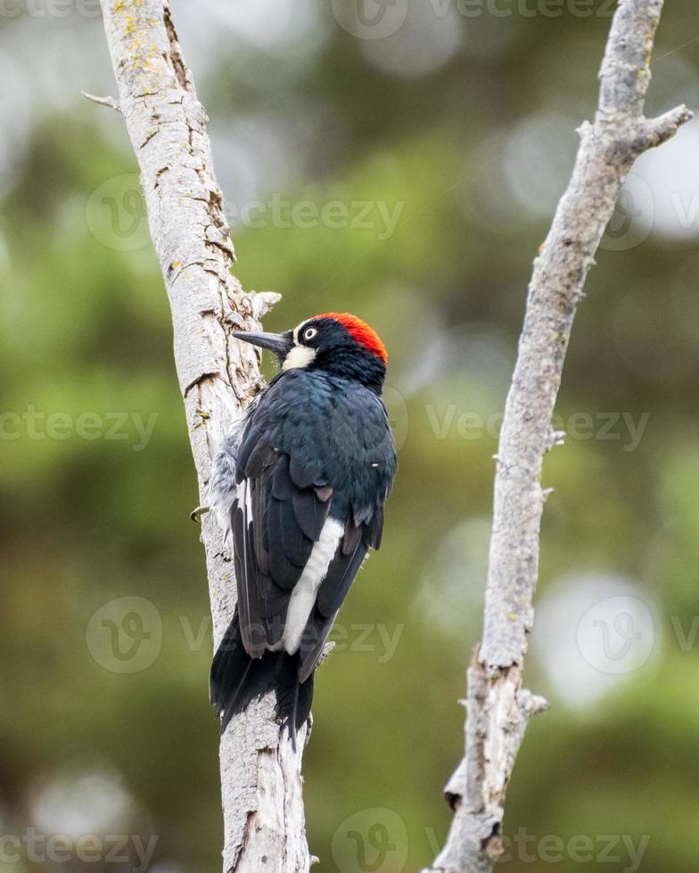 Acorn Woodpecker Perched in Tree photo