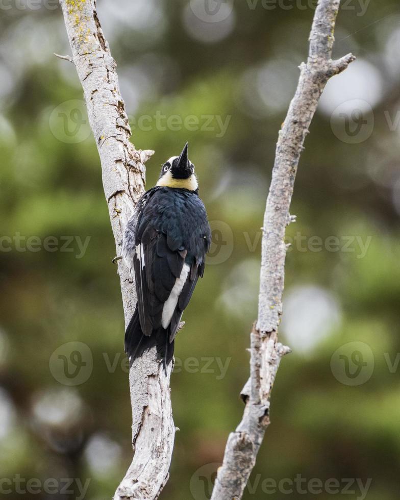 Acorn Woodpecker Perched in Tree photo