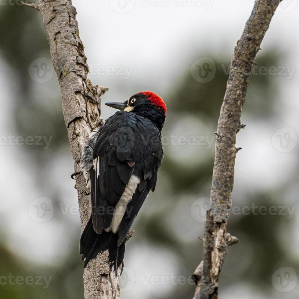 Acorn Woodpecker Perched in Tree photo