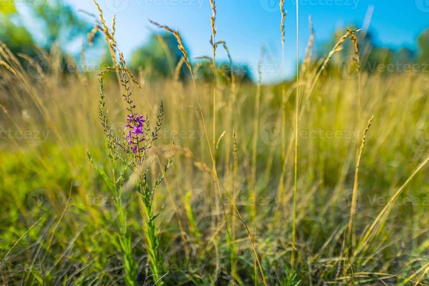Abstract soft focus sunset field landscape of yellow flowers and grass meadow warm golden hour sunset sunrise time. Tranquil spring summer nature closeup and blurred forest background. Idyllic nature photo