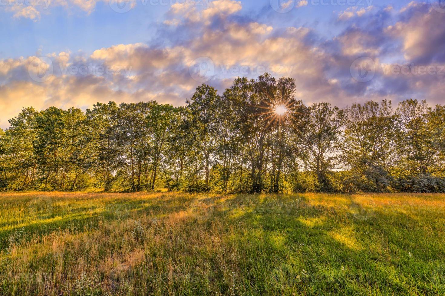 paisaje de campo de puesta de sol abstracto de flores amarillas, prado de hierba de primer plano hora dorada cálida puesta de sol hora del amanecer. tranquilo fondo de bosque de naturaleza de verano de primavera, colorido cielo de puesta de sol. naturaleza idílica foto