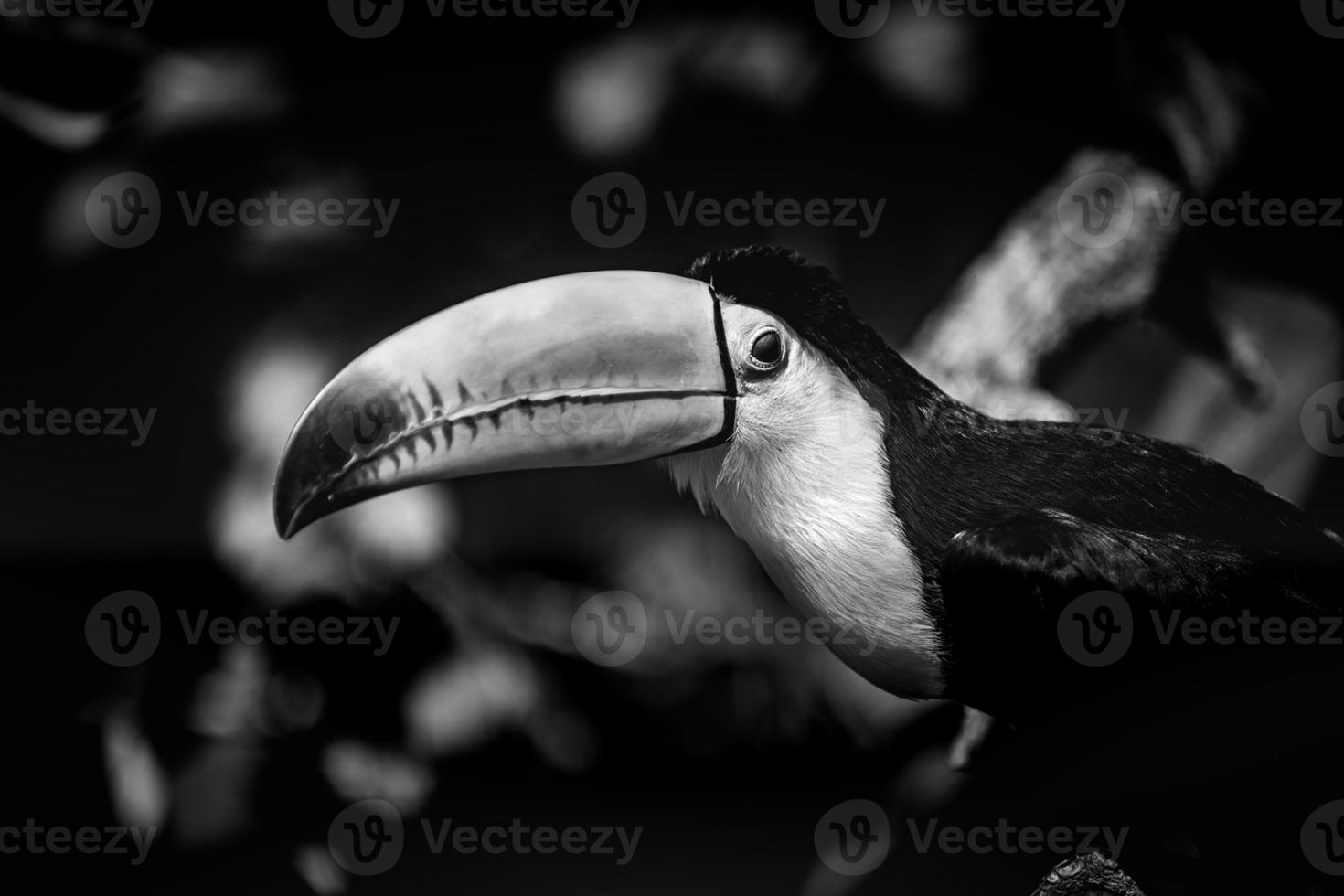 Black and white tucan portrait in the aviary. Bird portrait, wildlife, animal head with eyes on blurred tropical foliage. Monochrome animal closeup photo