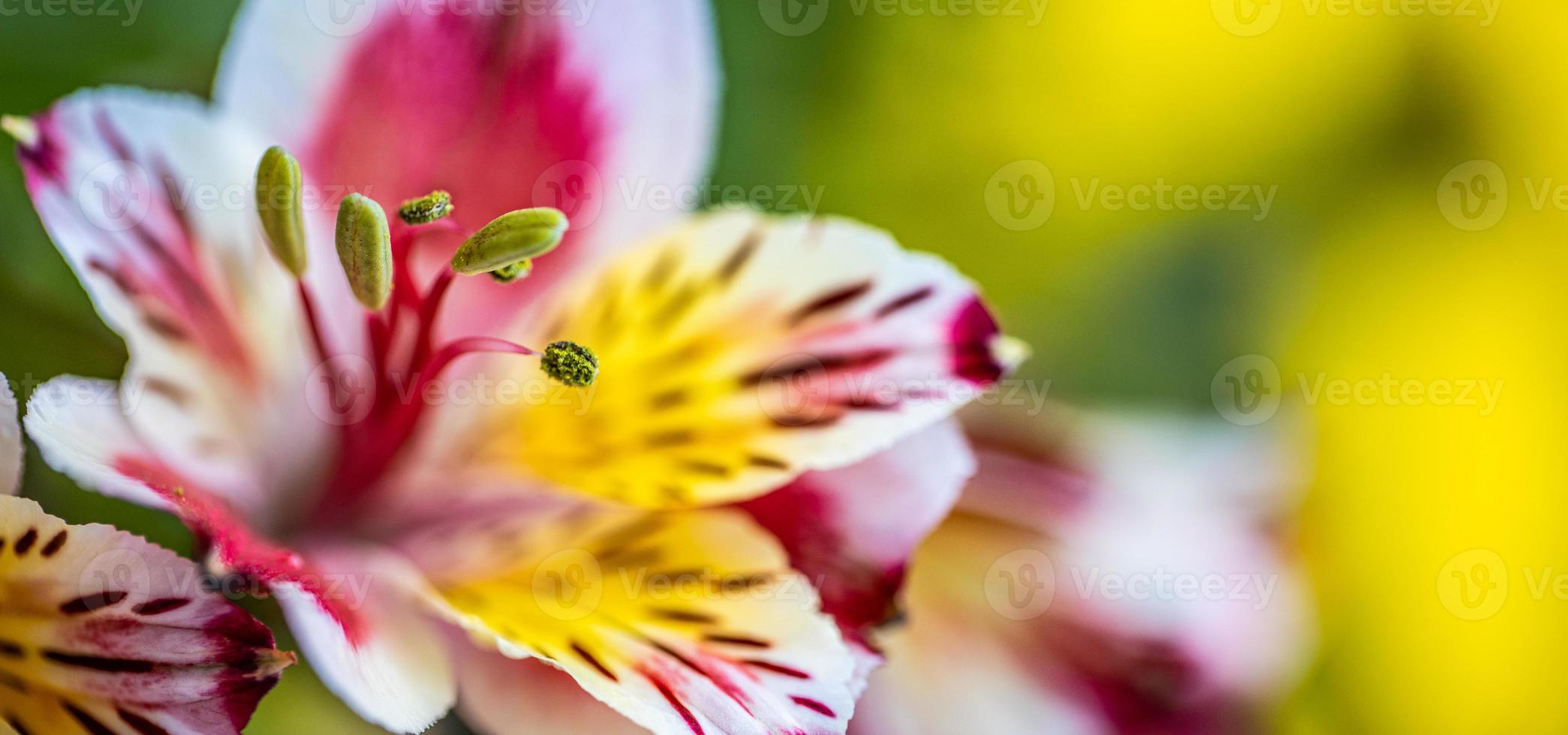 Single dreamy surreal colorful flower. Abstract soft light, bright colors, closeup floral garden. Nature concept, artistic beauty flowers photo