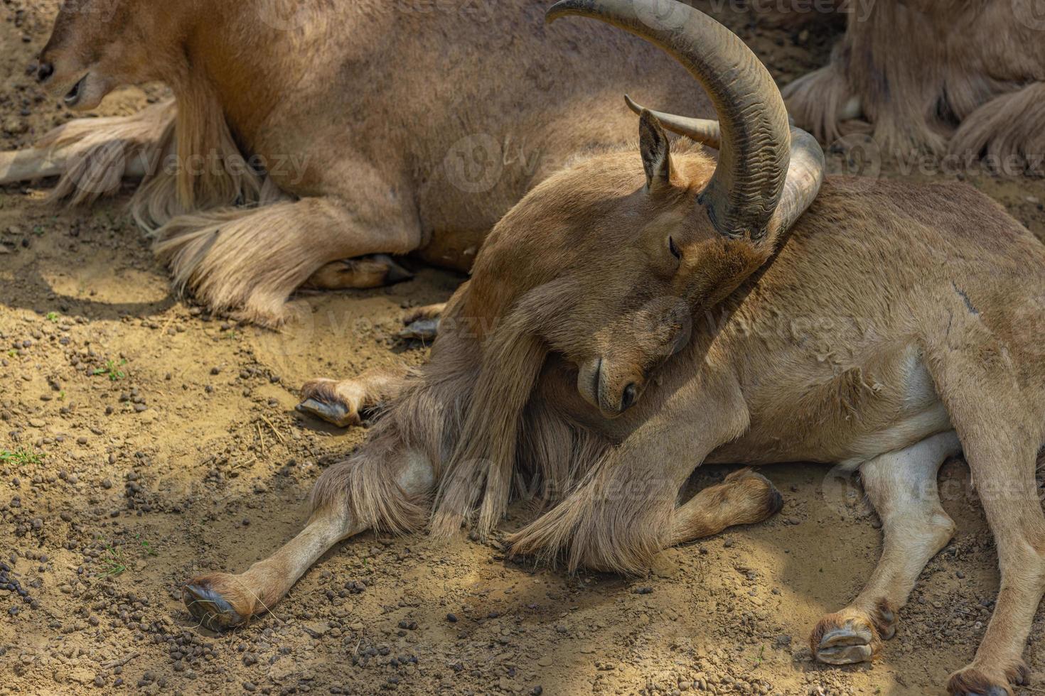 Beautiful portrait of Alpine ibex male Capra ibex. Sleeping animal, relaxing abstract portrait of Ibex head and horns, south African safari, zoo photo